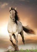 Canvas de caballo 032 - Canvaradas