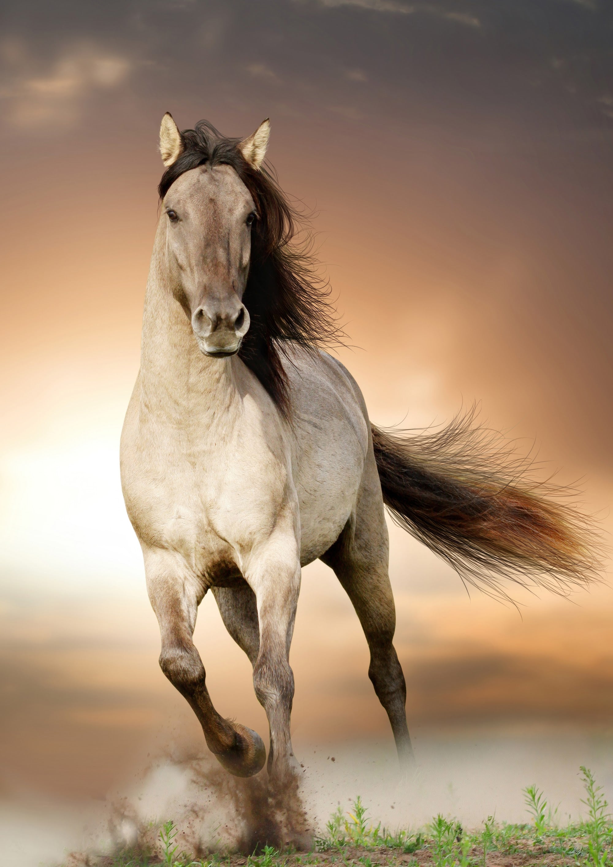 Canvas de caballo 032 - Canvaradas
