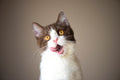 Canvas de gato 087 - Canvaradas