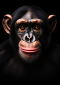 Canvas de primate 007 - Canvaradas