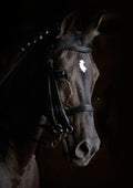 Canvas de caballo 022 - Canvaradas