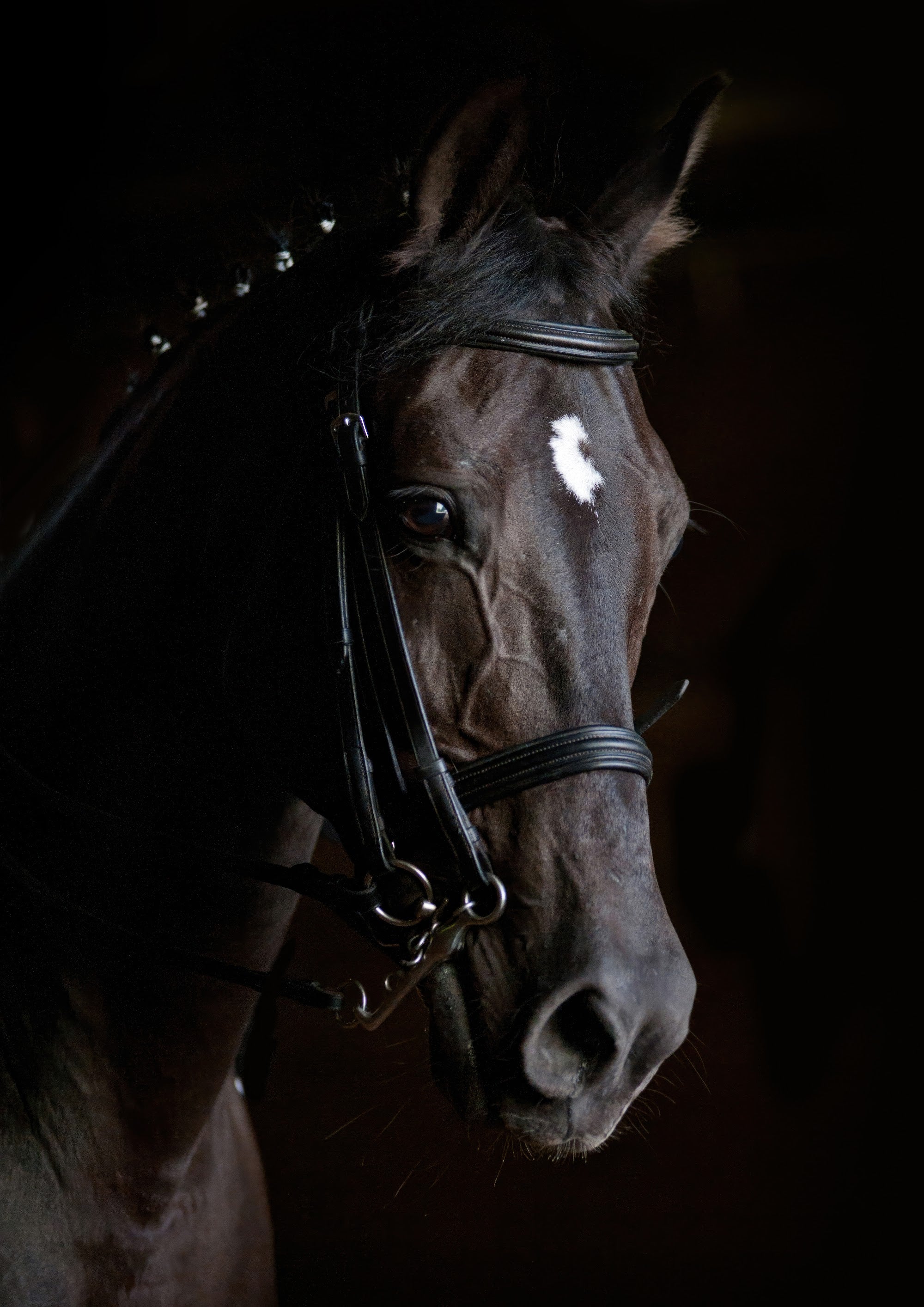 Canvas de caballo 022 - Canvaradas