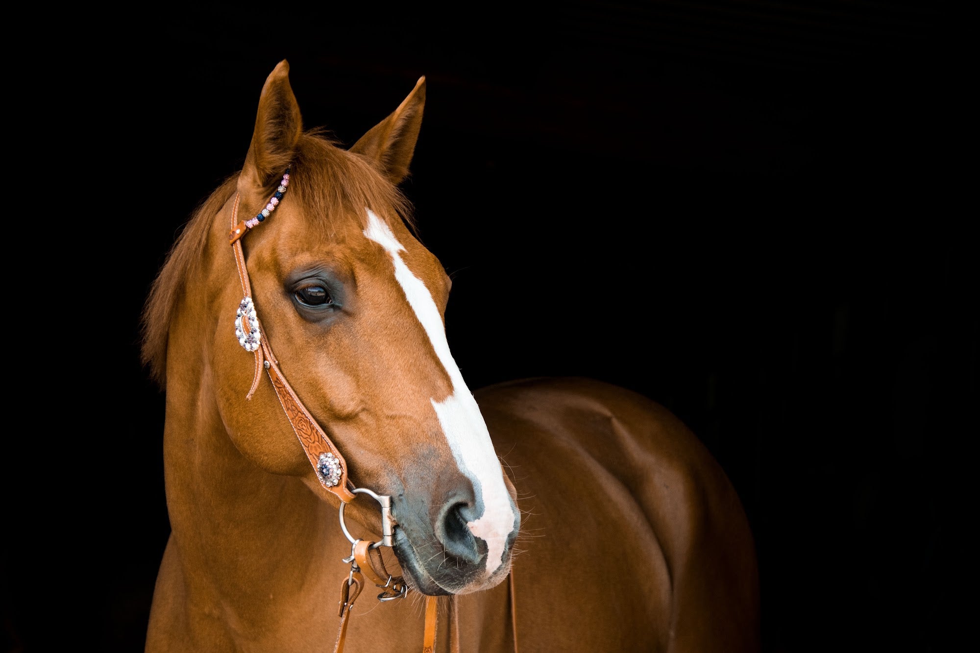 Canvas de caballo 011 - Canvaradas