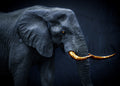 Canvas de elefante 018 - Canvaradas
