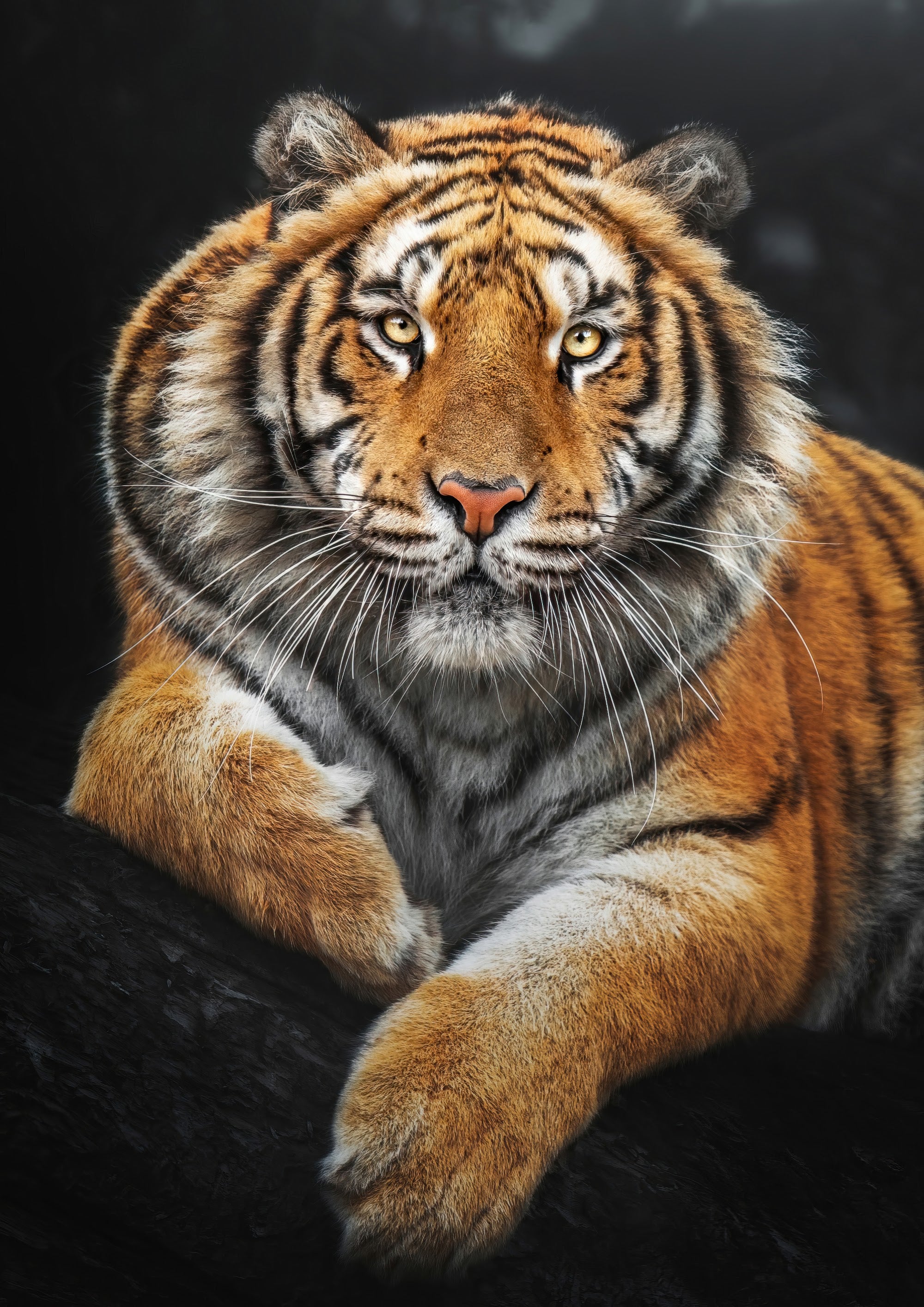 Canvas de felino 064 - Canvaradas