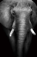 Canvas de elefante 010 - Canvaradas