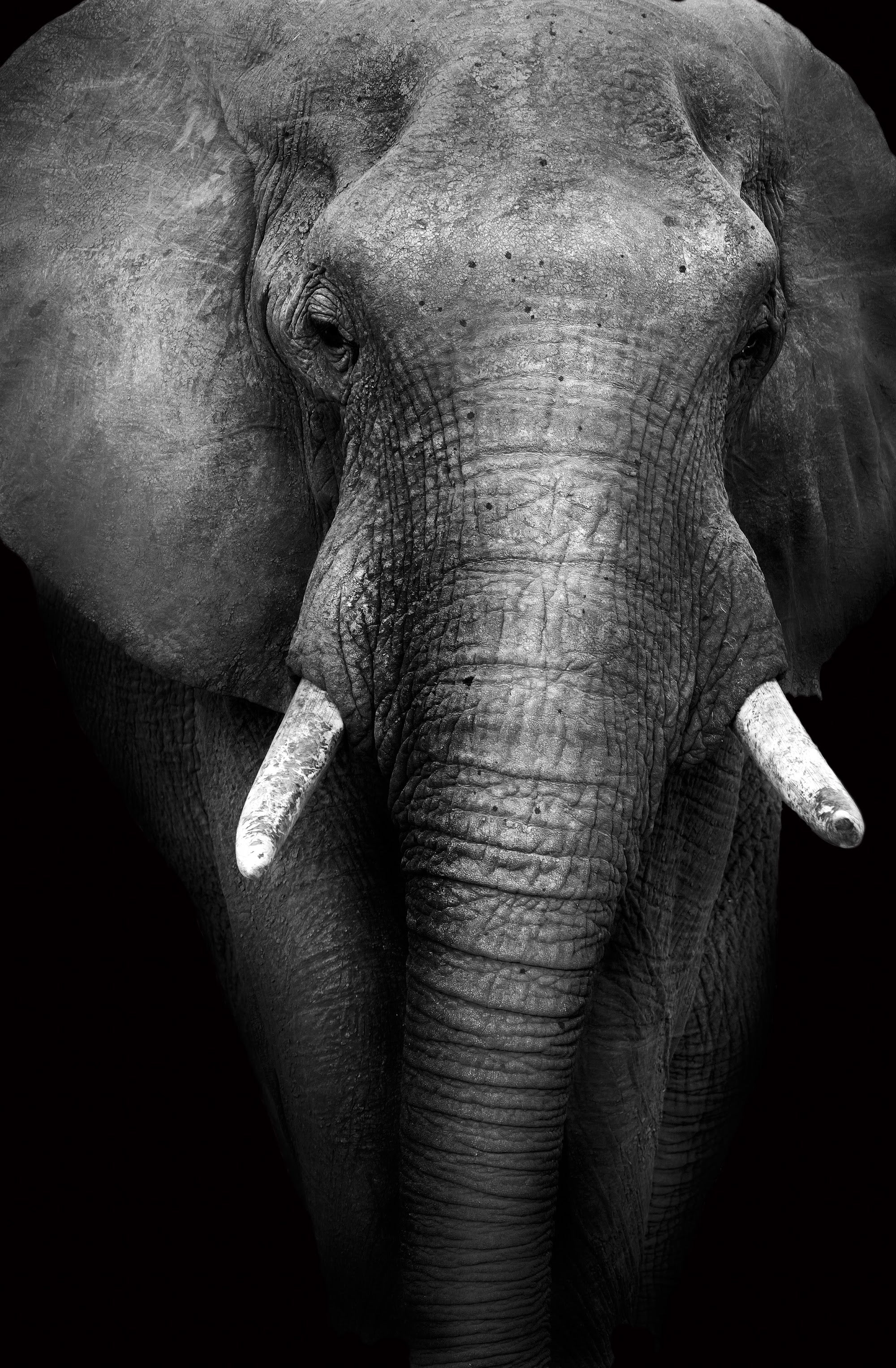 Canvas de elefante 010 - Canvaradas