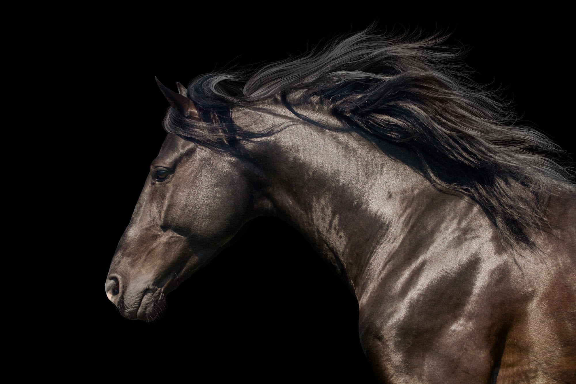 Canvas de caballo 062 - Canvaradas