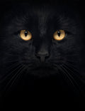 Canvas de gato 027 - Canvaradas