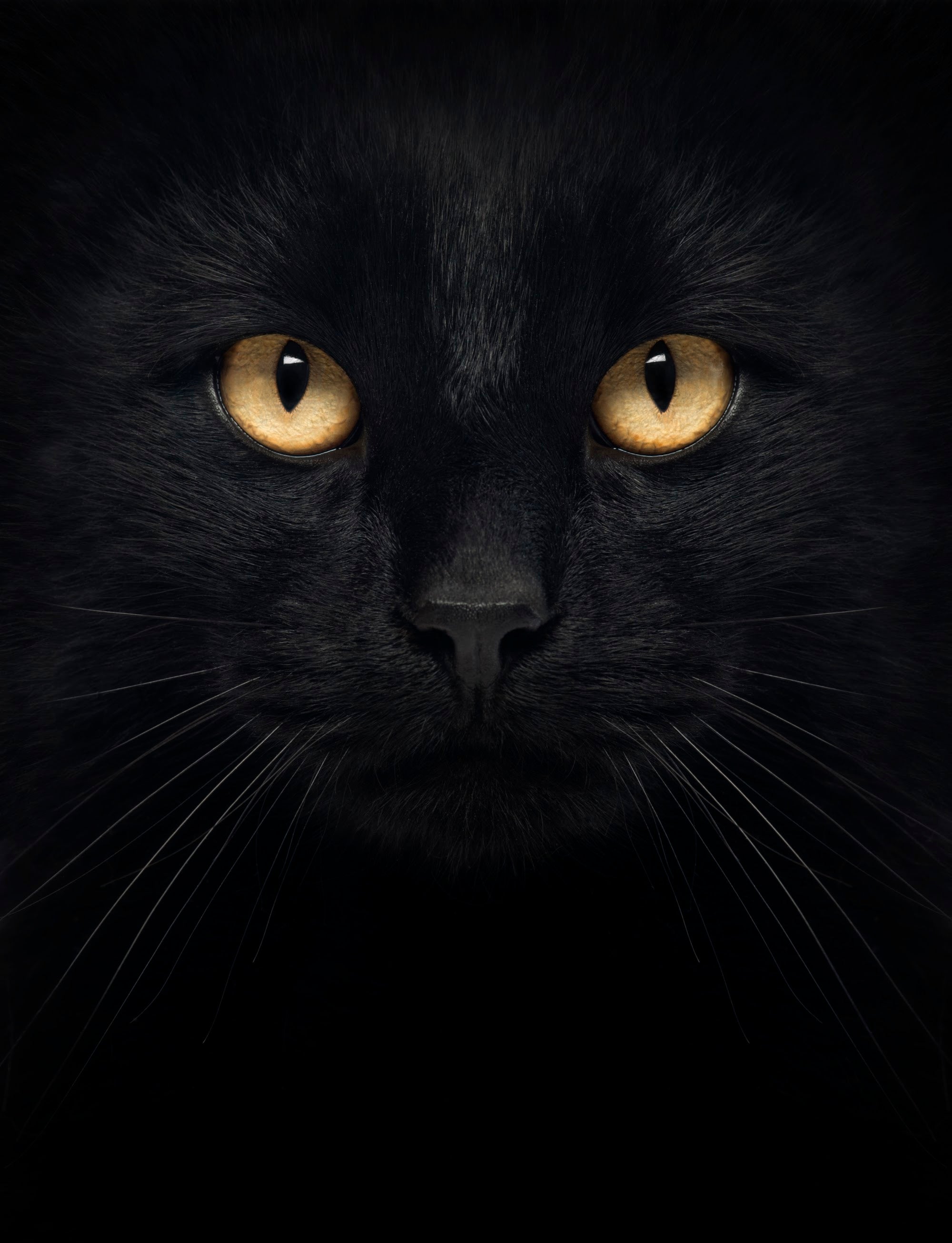 Canvas de gato 027 - Canvaradas