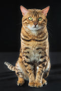 Canvas de gato 065 - Canvaradas