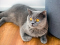 Canvas de gato 069 - Canvaradas