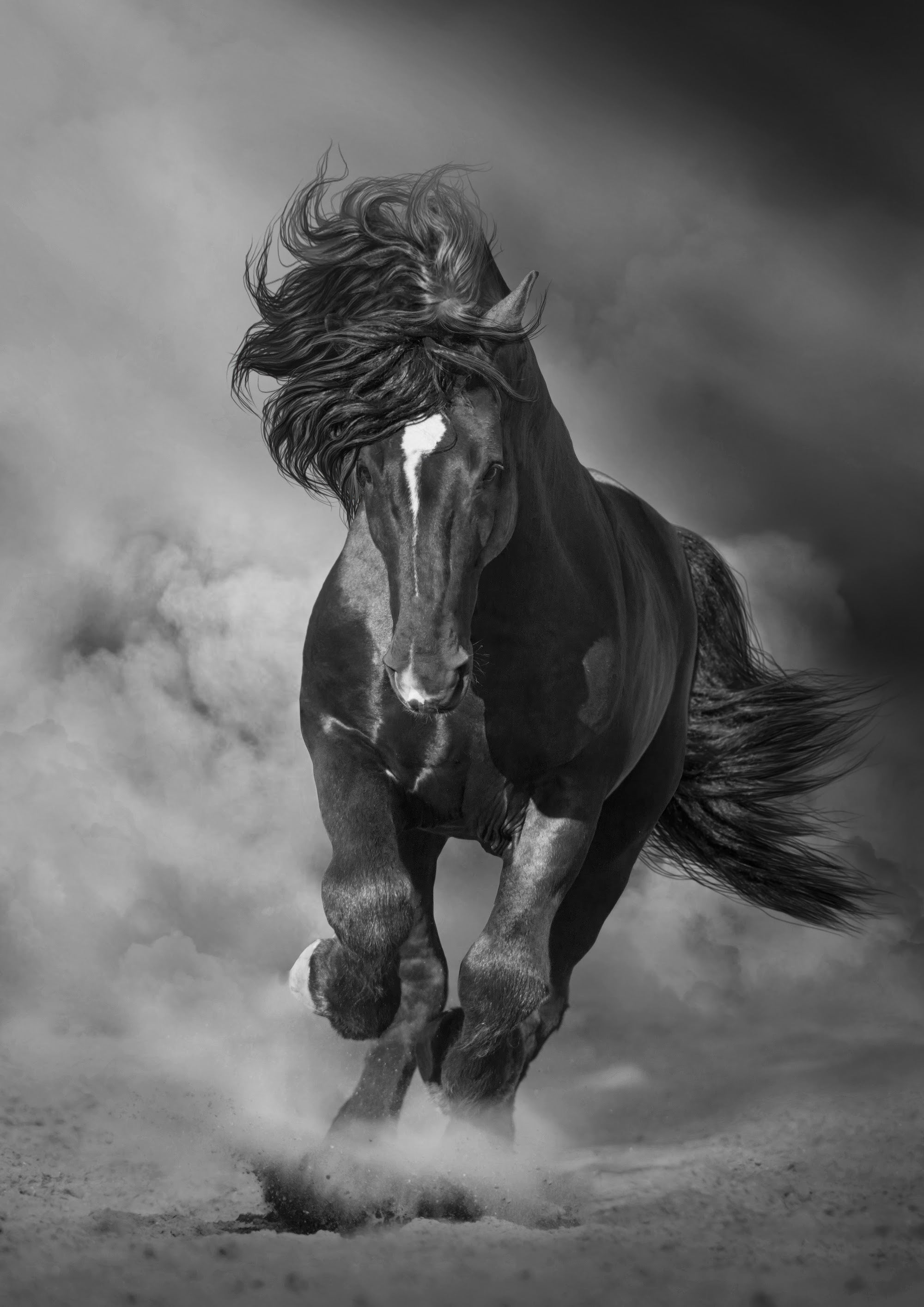 Canvas de caballo 033 - Canvaradas