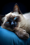 Canvas de gato 021 - Canvaradas