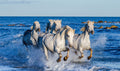 Canvas de caballo 017 - Canvaradas