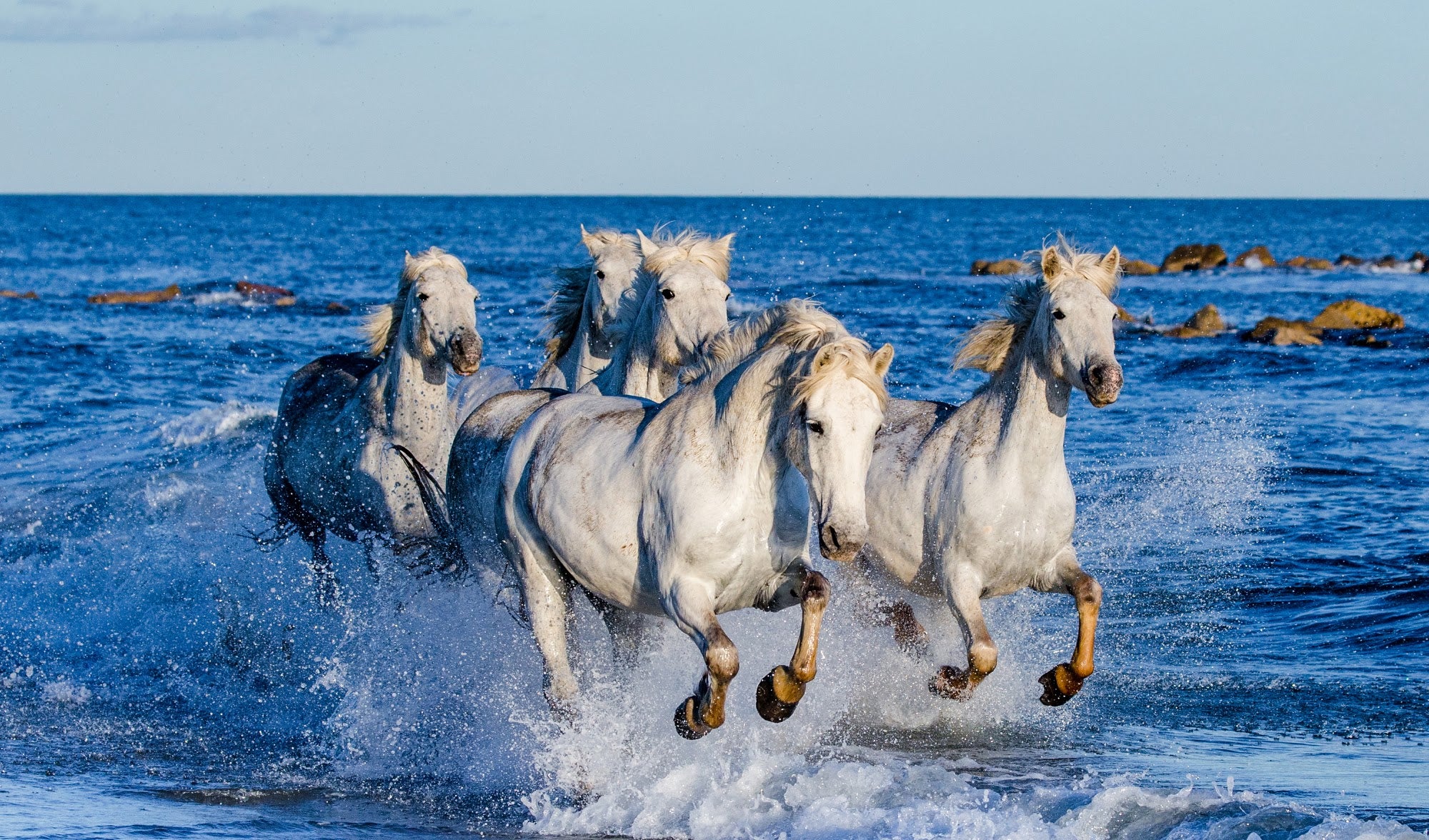 Canvas de caballo 017 - Canvaradas