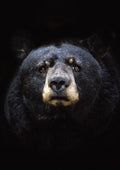 Canvas de oso 006 - Canvaradas