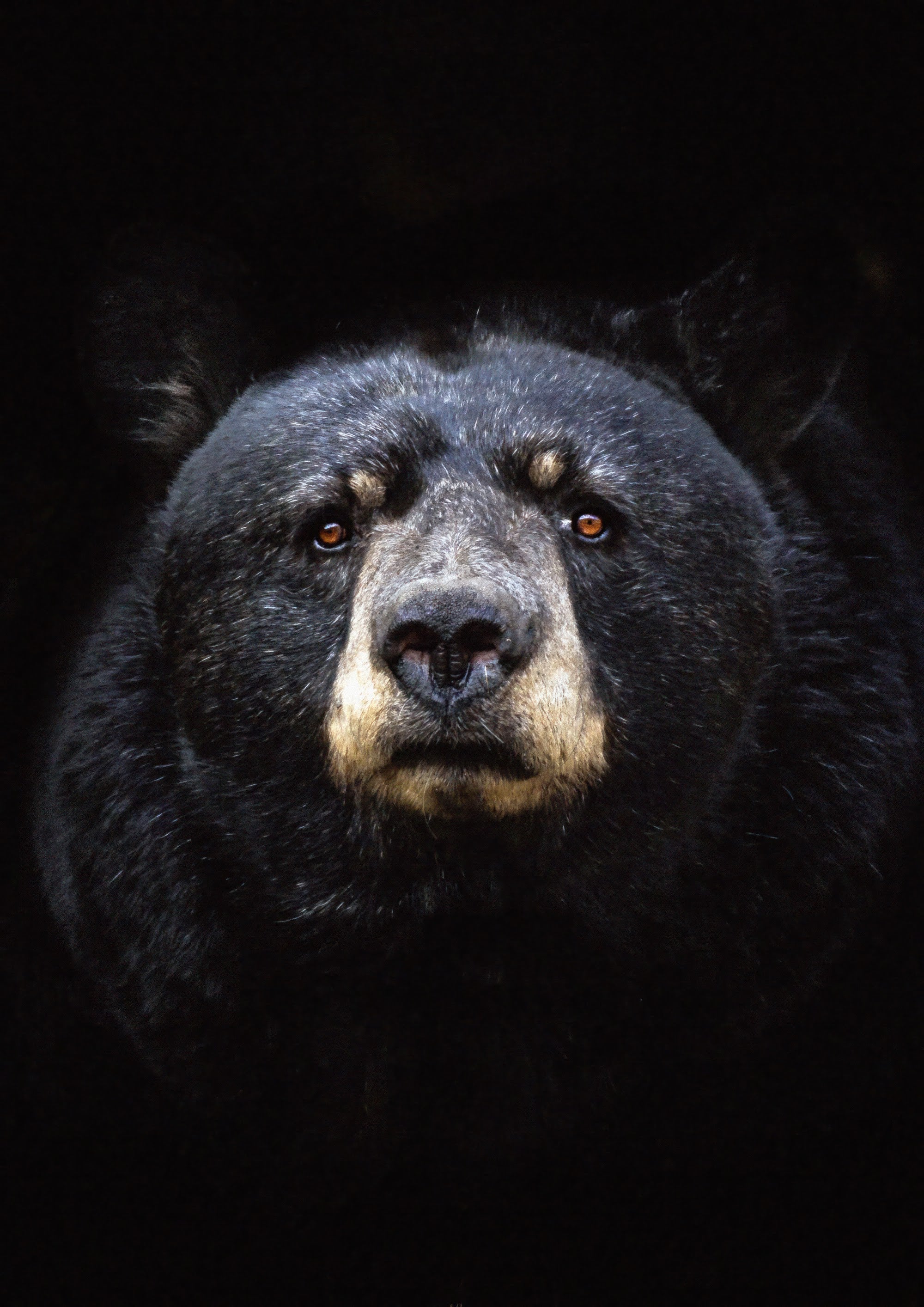 Canvas de oso 006 - Canvaradas