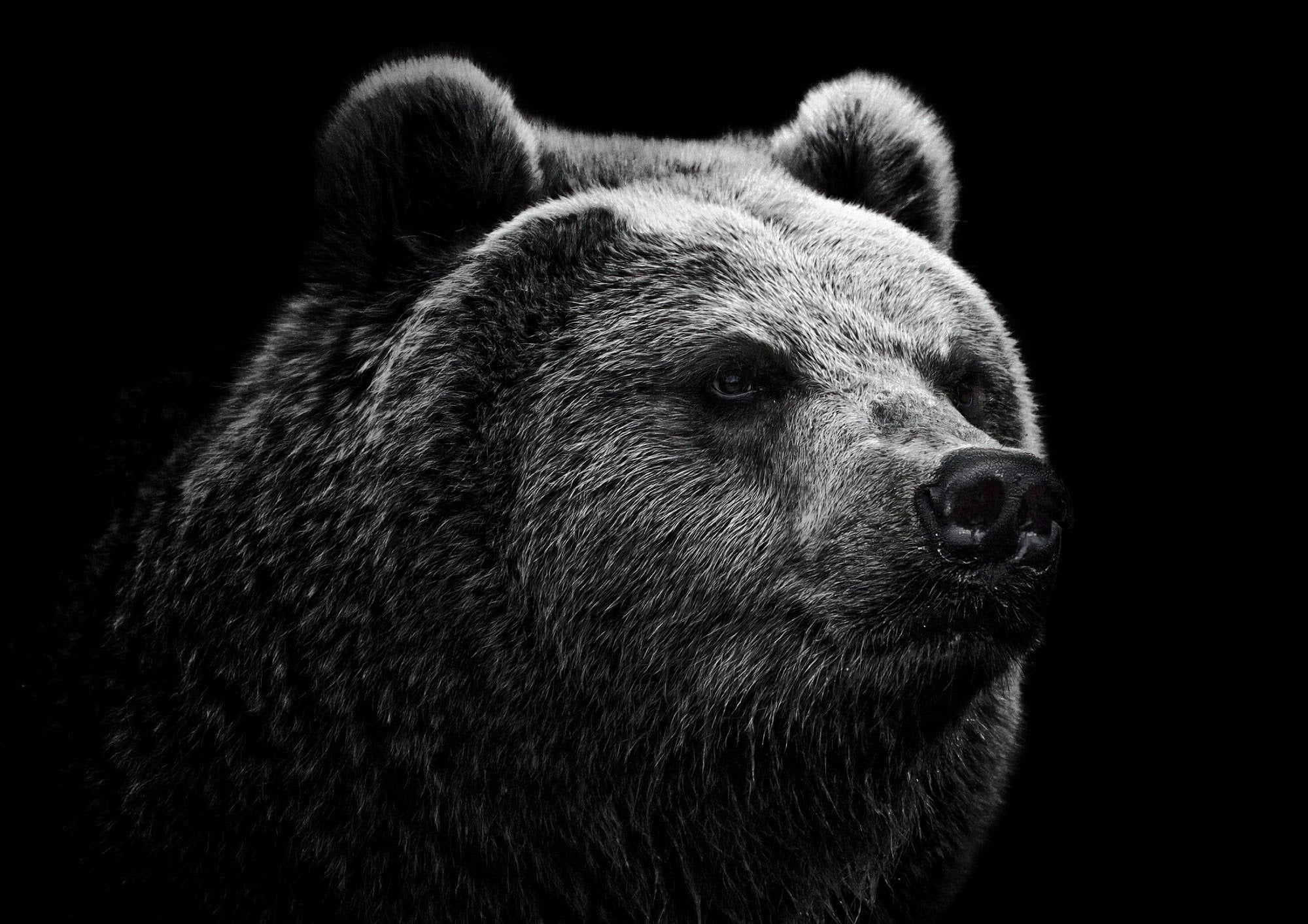 Canvas de oso 016 - Canvaradas