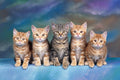Canvas de gato 033 - Canvaradas