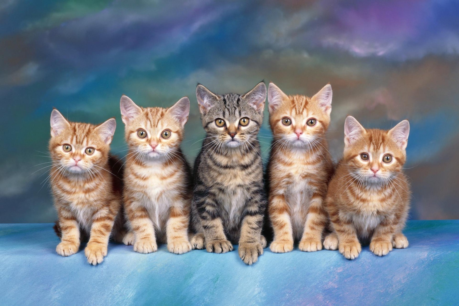 Canvas de gato 033 - Canvaradas