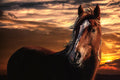 Canvas de caballo 002 - Canvaradas