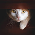 Canvas de gato 062 - Canvaradas