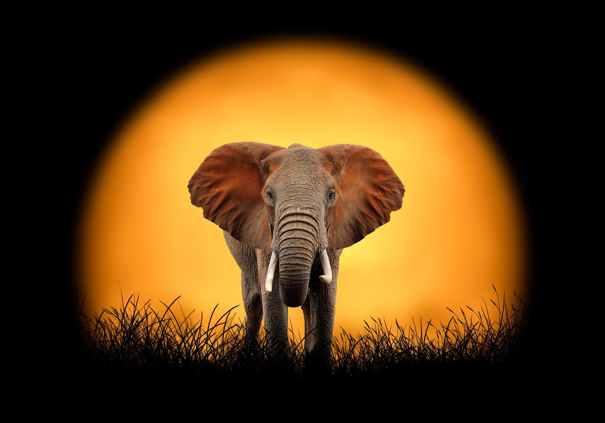 Canvas de elefante 017 - Canvaradas
