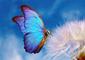 Canvas de mariposa 003 - Canvaradas