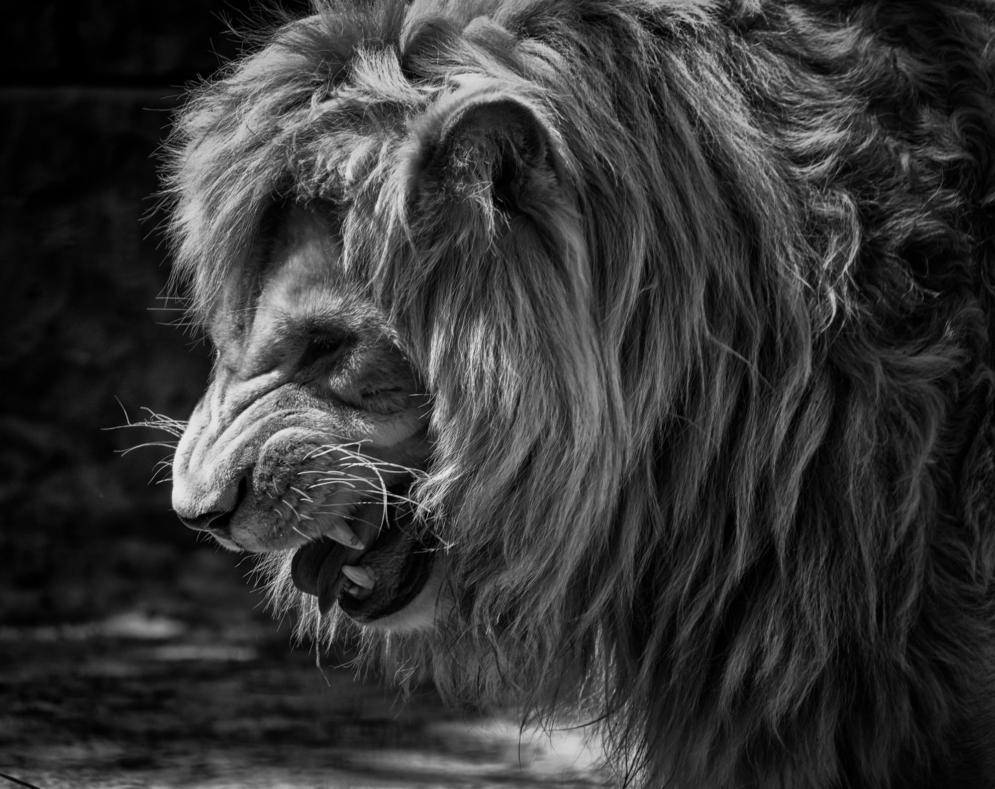 Canvas de león 023 - Canvaradas