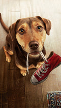Canvas de perro 022 - Canvaradas