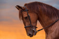 Canvas de caballo 010 - Canvaradas