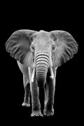 Canvas de elefante 015 - Canvaradas