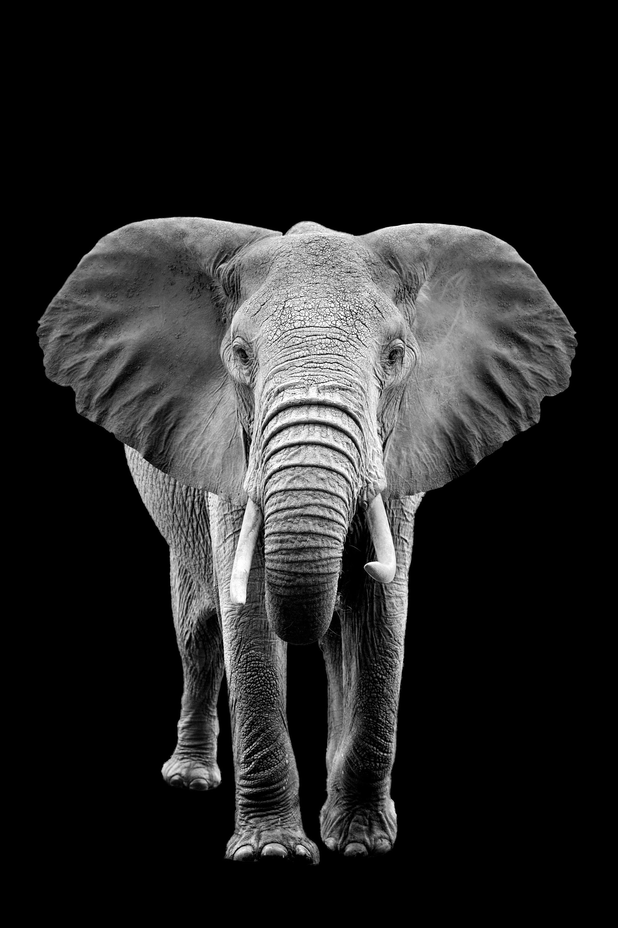 Canvas de elefante 015 - Canvaradas