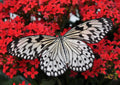 Canvas de mariposa 001 - Canvaradas