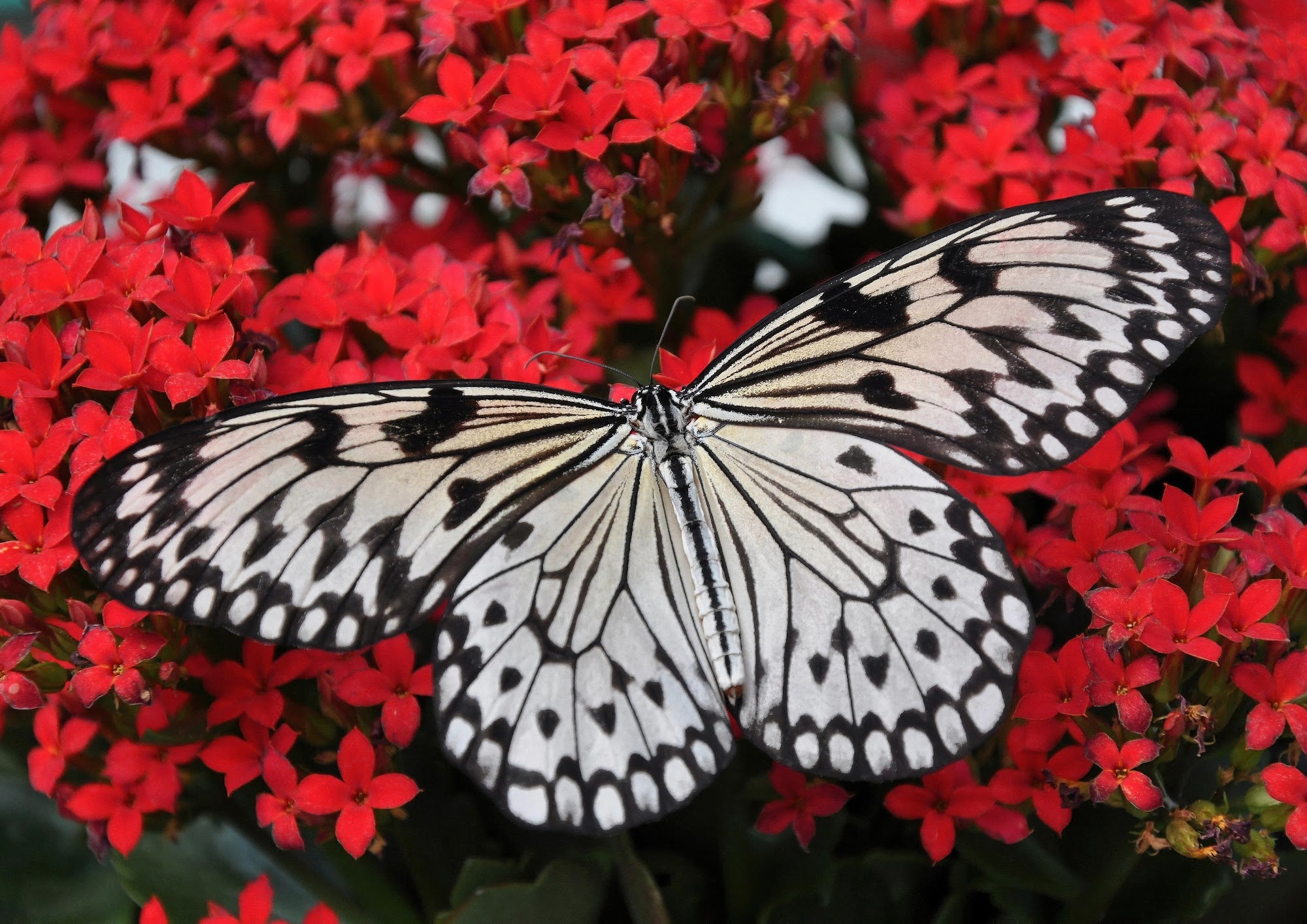 Canvas de mariposa 001 - Canvaradas