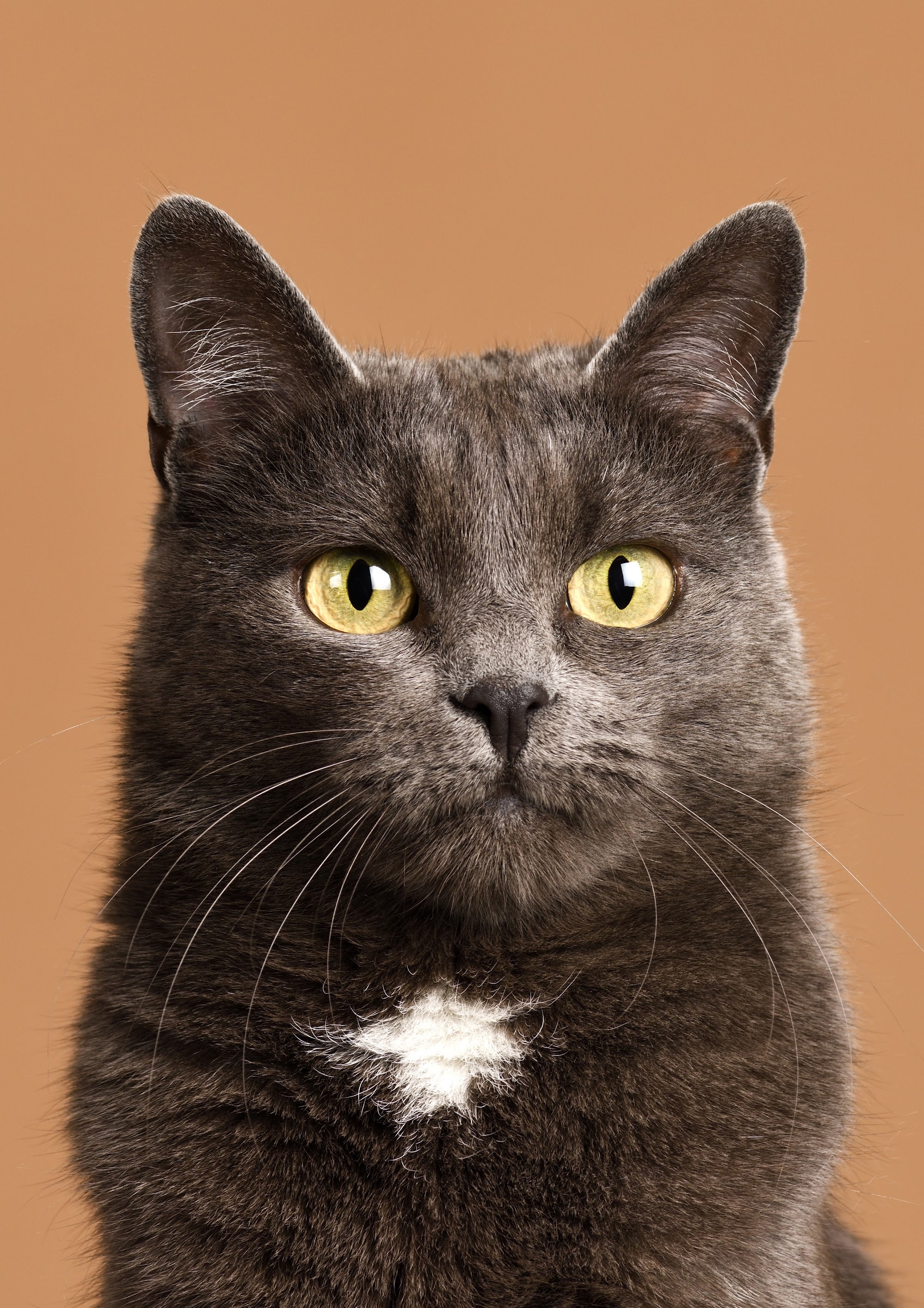 Canvas de gato 048 - Canvaradas