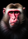 Canvas de primate 029 - Canvaradas