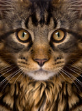 Canvas de gato 111 - Canvaradas