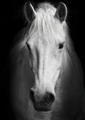 Canvas de caballo 029 - Canvaradas