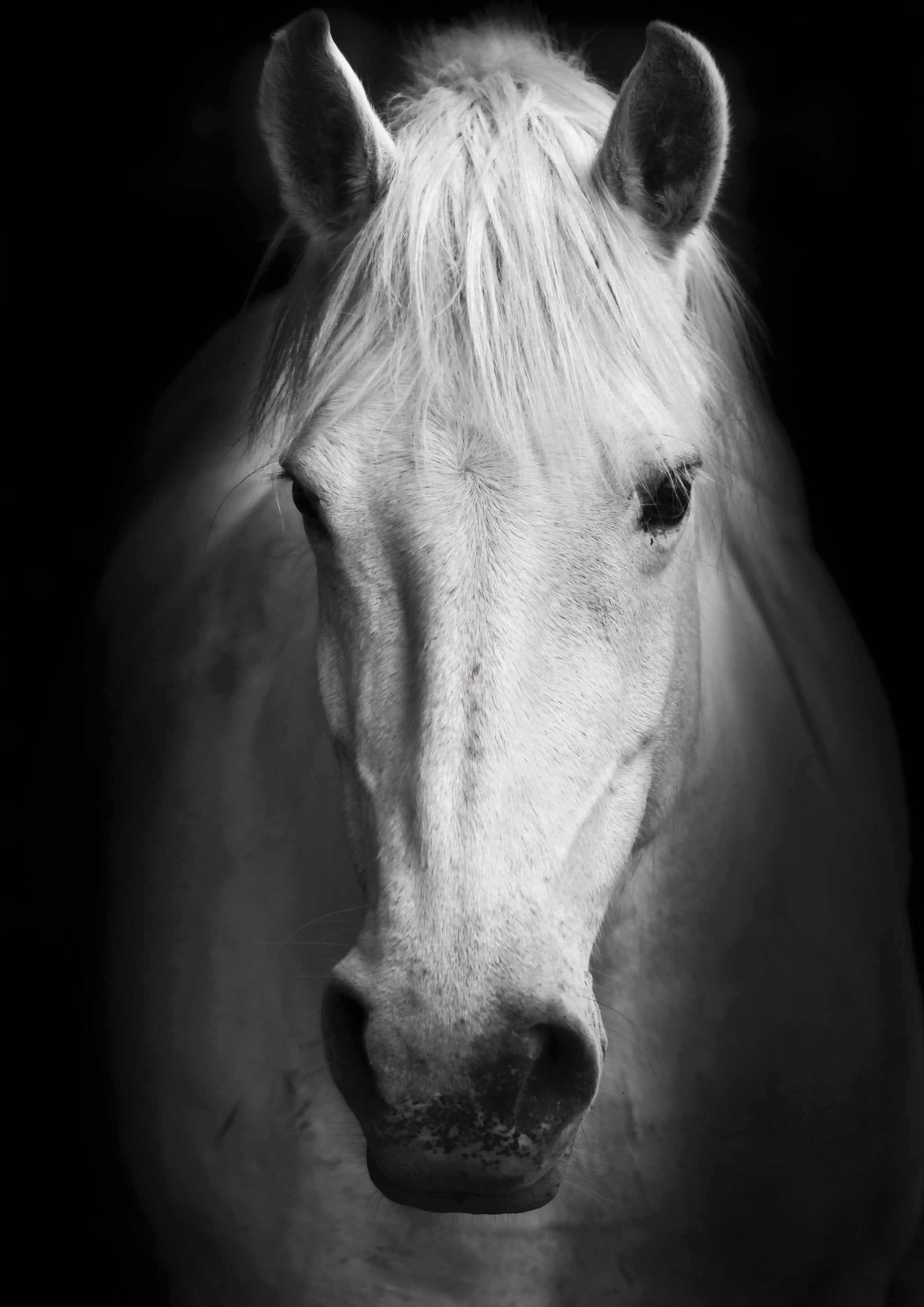 Canvas de caballo 029 - Canvaradas