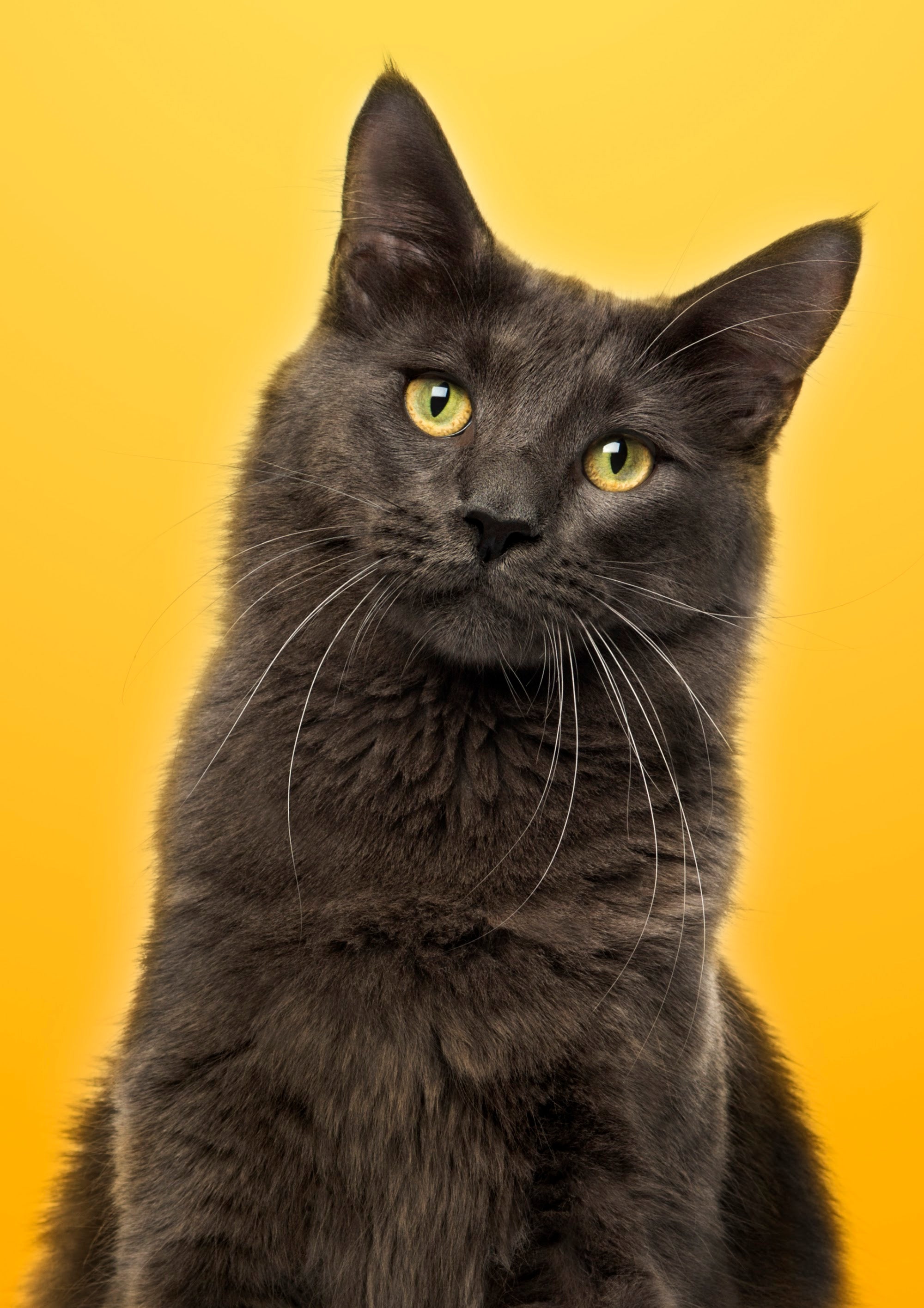 Canvas de gato 023 - Canvaradas