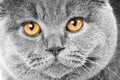 Canvas de gato 037 - Canvaradas