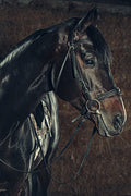 Canvas de caballo 003 - Canvaradas