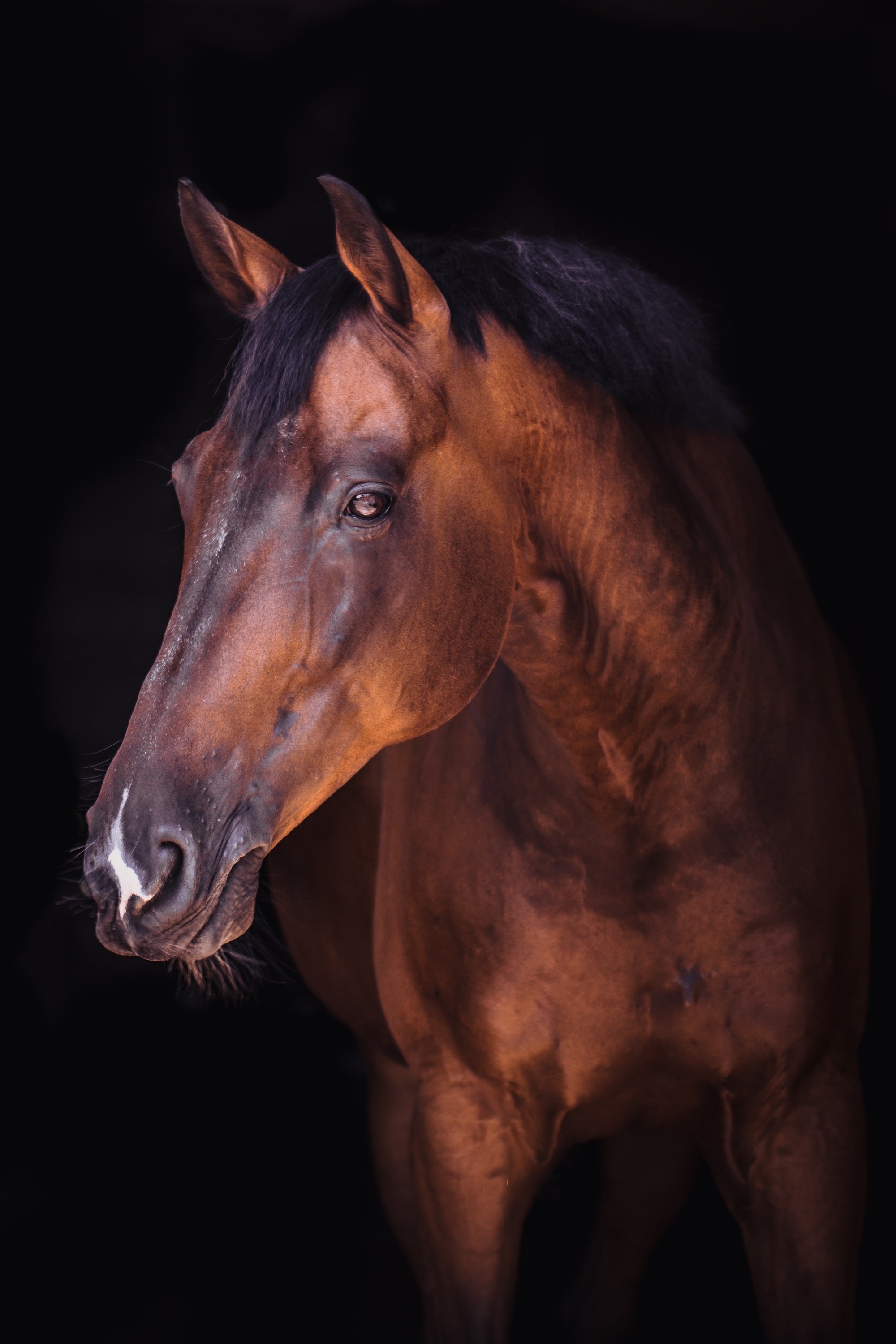 Canvas de caballo 009 - Canvaradas
