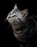Canvas de gato 112 - Canvaradas