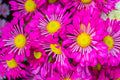 Flores 161 - Cuadro canvas Canvaradas