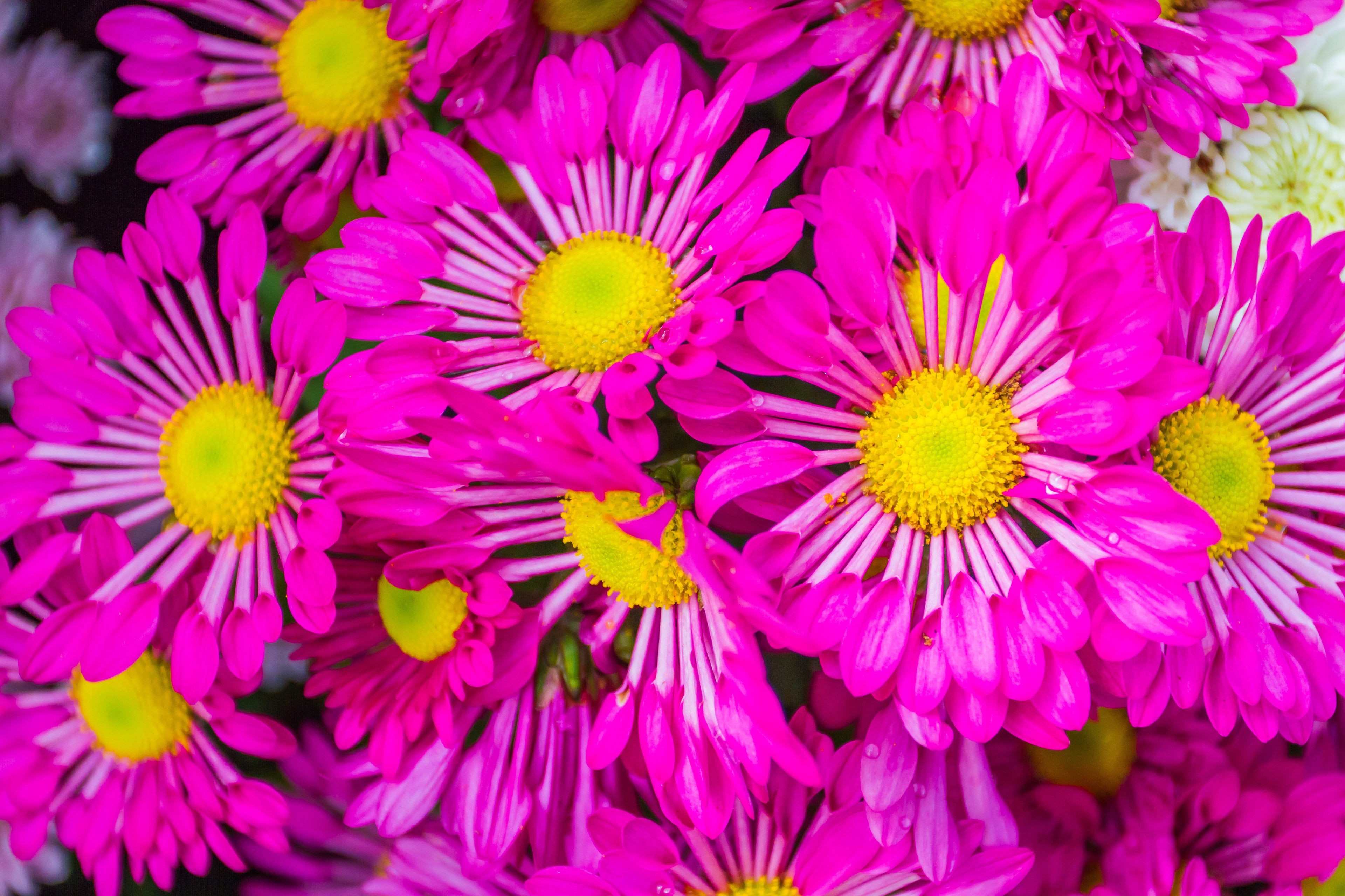 Flores 161 - Cuadro canvas Canvaradas