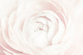 Flores 146 - Cuadro canvas Canvaradas