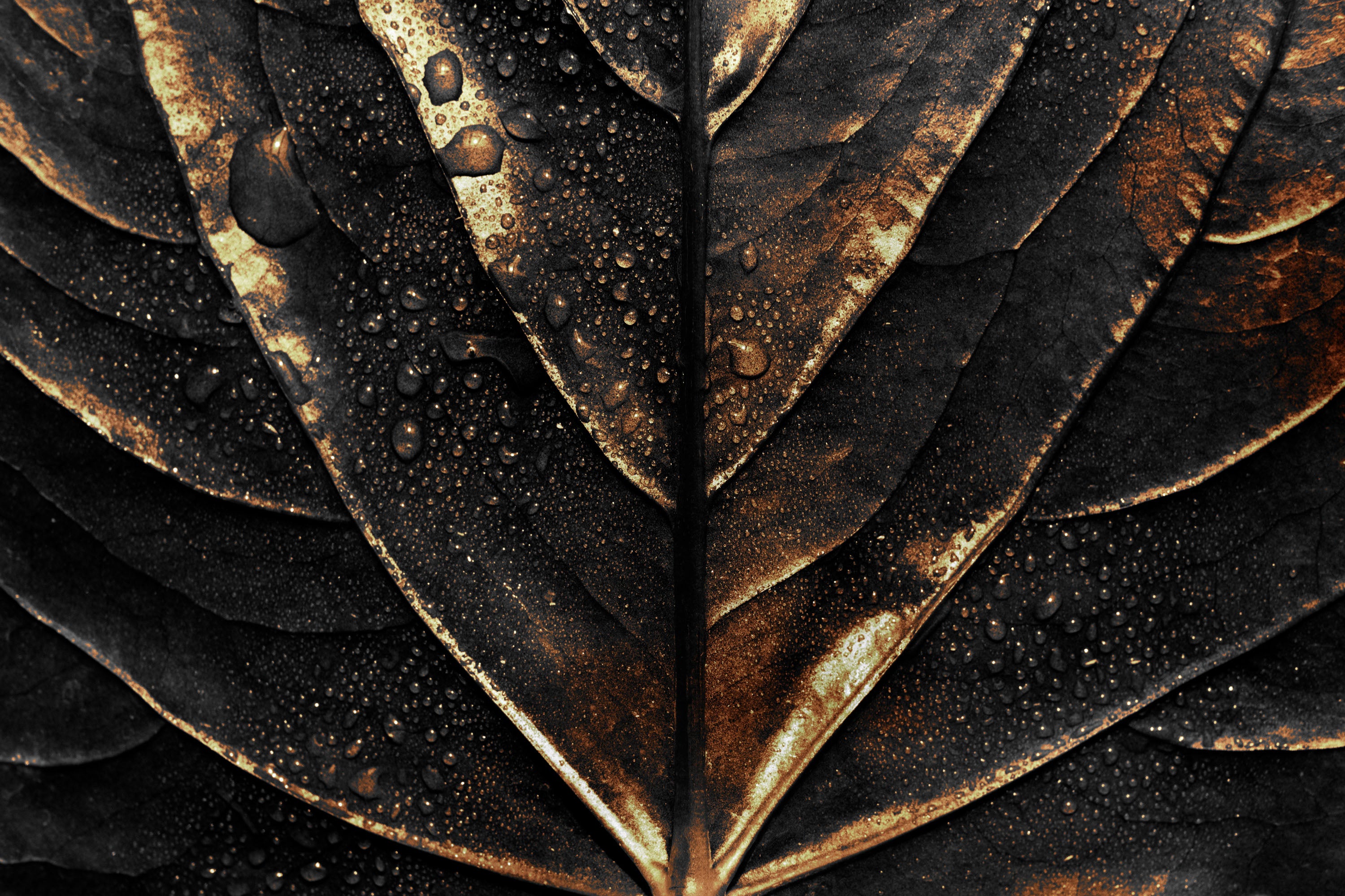 Negro y Dorado 065 - cuadro decorativo en canvas